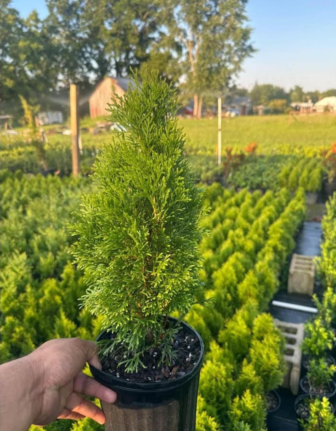 Amazon.com : Generic Arborvitae Emerald Green | 1 Gallon | 10Pack